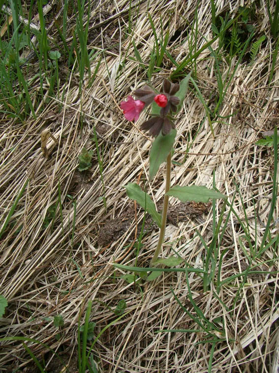 pulmonaria mollis